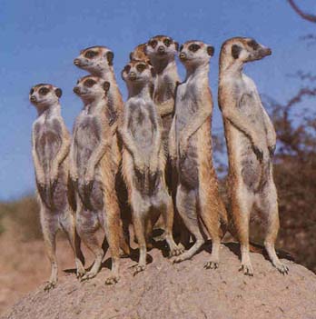 meerkat manor