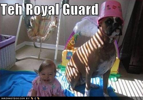 funny-dog-pictures-dog-is-in-the-royal-guard